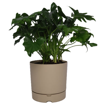 1 x Oliver Plastic FLower Pot - Various options