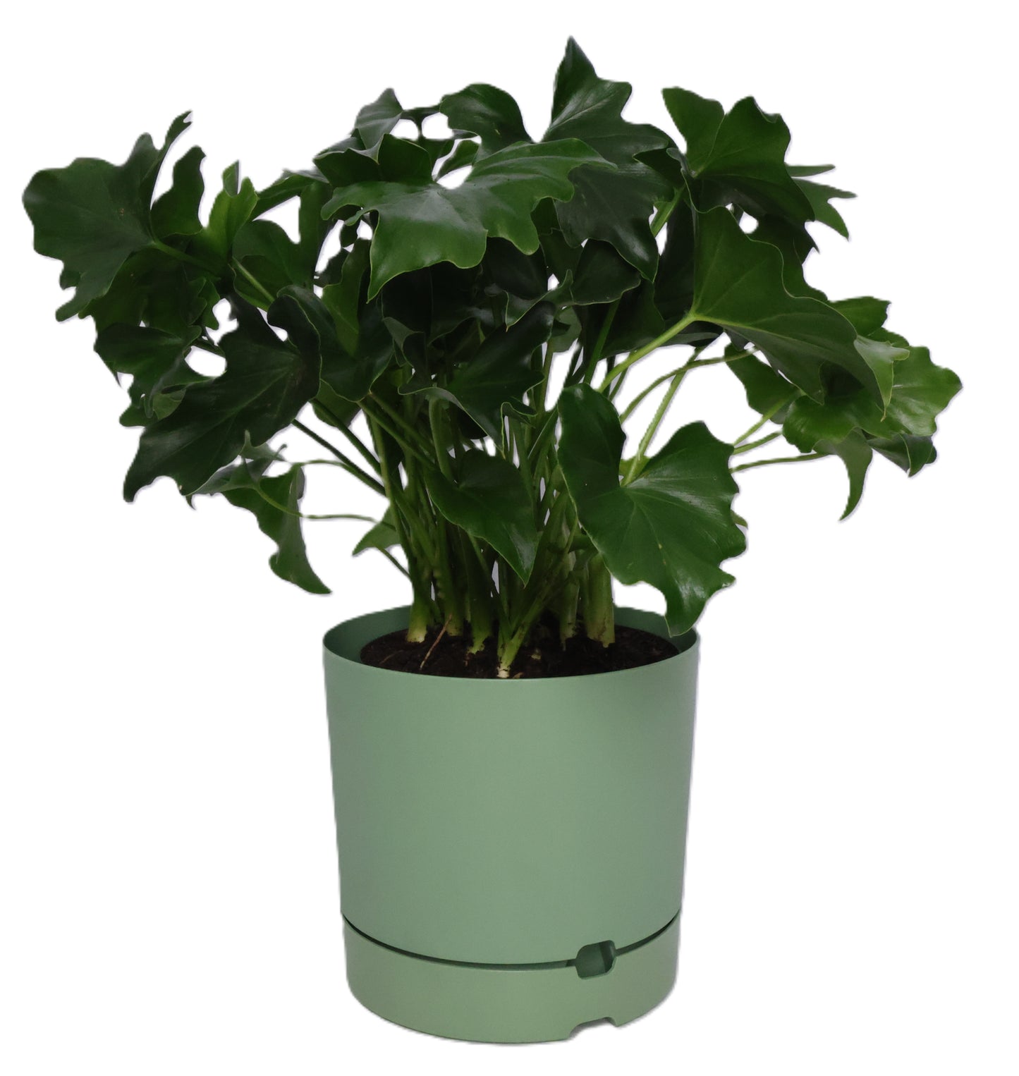 1 x Oliver Plastic FLower Pot - Various options