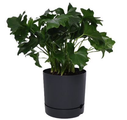 1 x Oliver Plastic FLower Pot - Various options