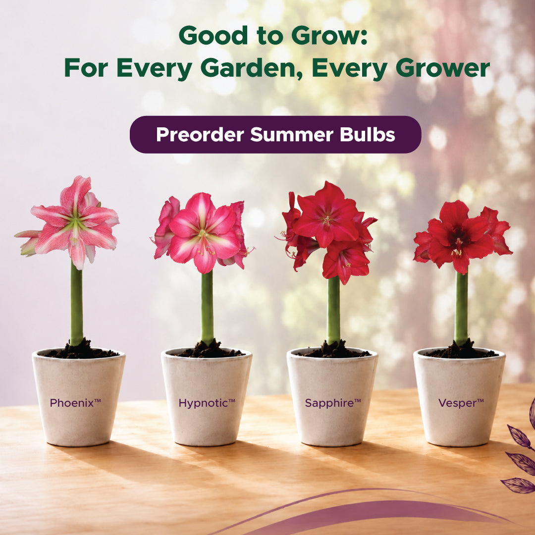 Four potted plants with pink and red flowers on a wooden surface, labeled 'Phoenix', 'Hypnotic', 'Sapphire', and 'Vesper'.