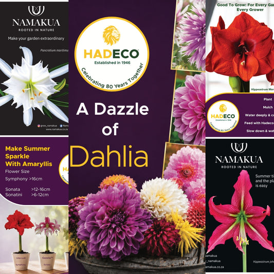 Set of 5 Complimentary Posters