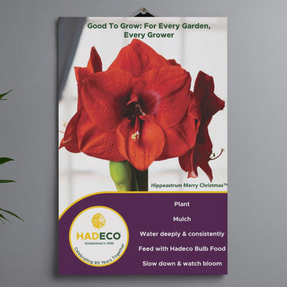 Set of 5 Complimentary Posters