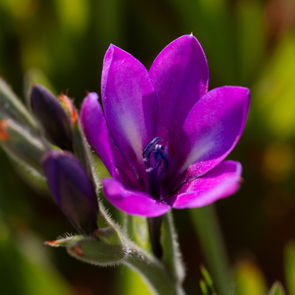 Babiana - Mixed - 50 bulbs p-pack (147)