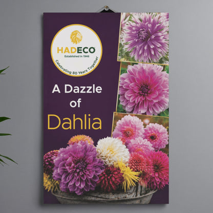 Set of 5 Complimentary Posters