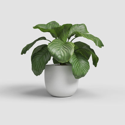 Aura Pot - Various Colours