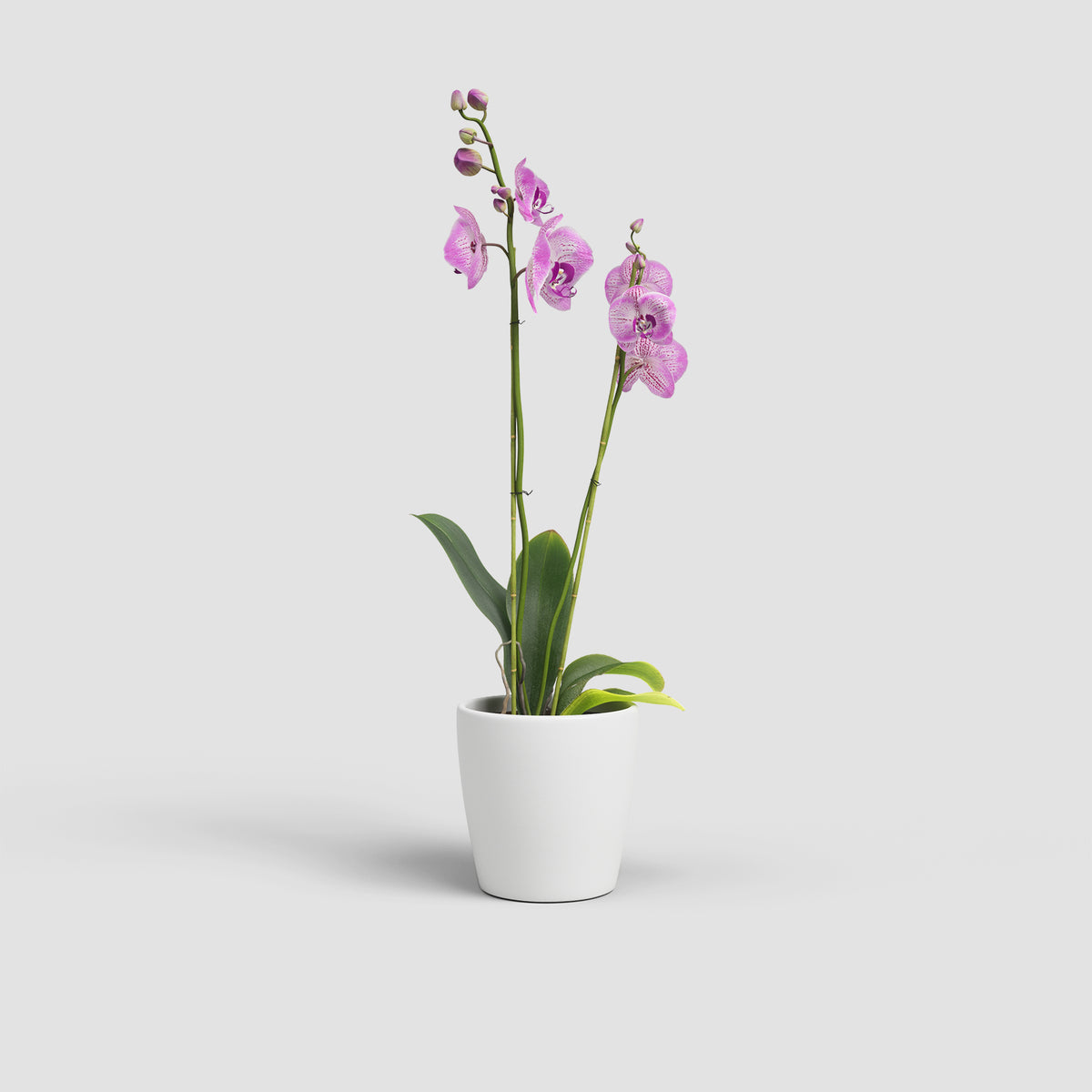 Thalia Orchid Pot - Various Colours