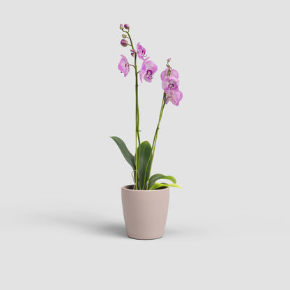 Thalia Orchid Pot - Various Colours