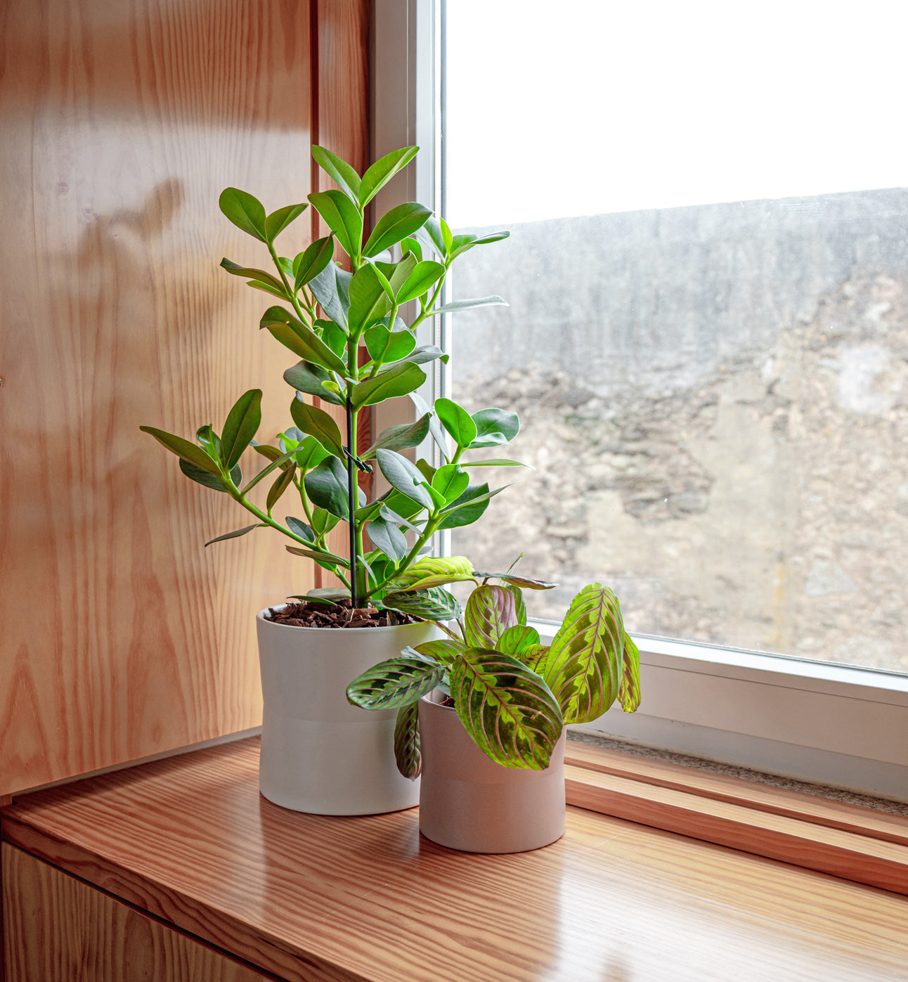 Diana Ceramic Pot - Various Options
