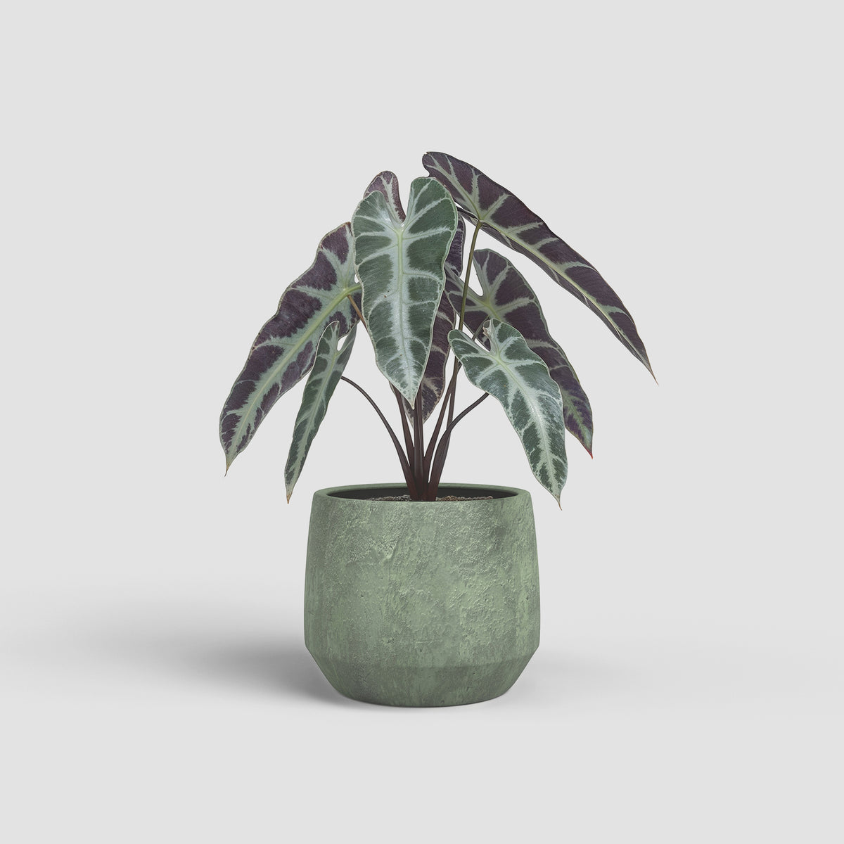Venus Pot - Various Colours