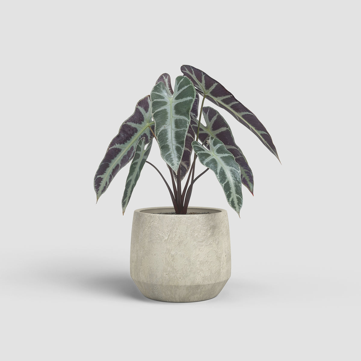 Venus Pot - Various Colours