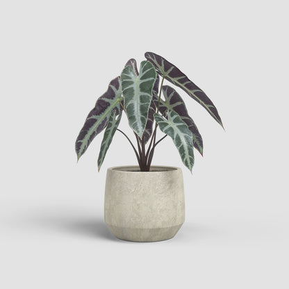 Venus Pot - Various Colours