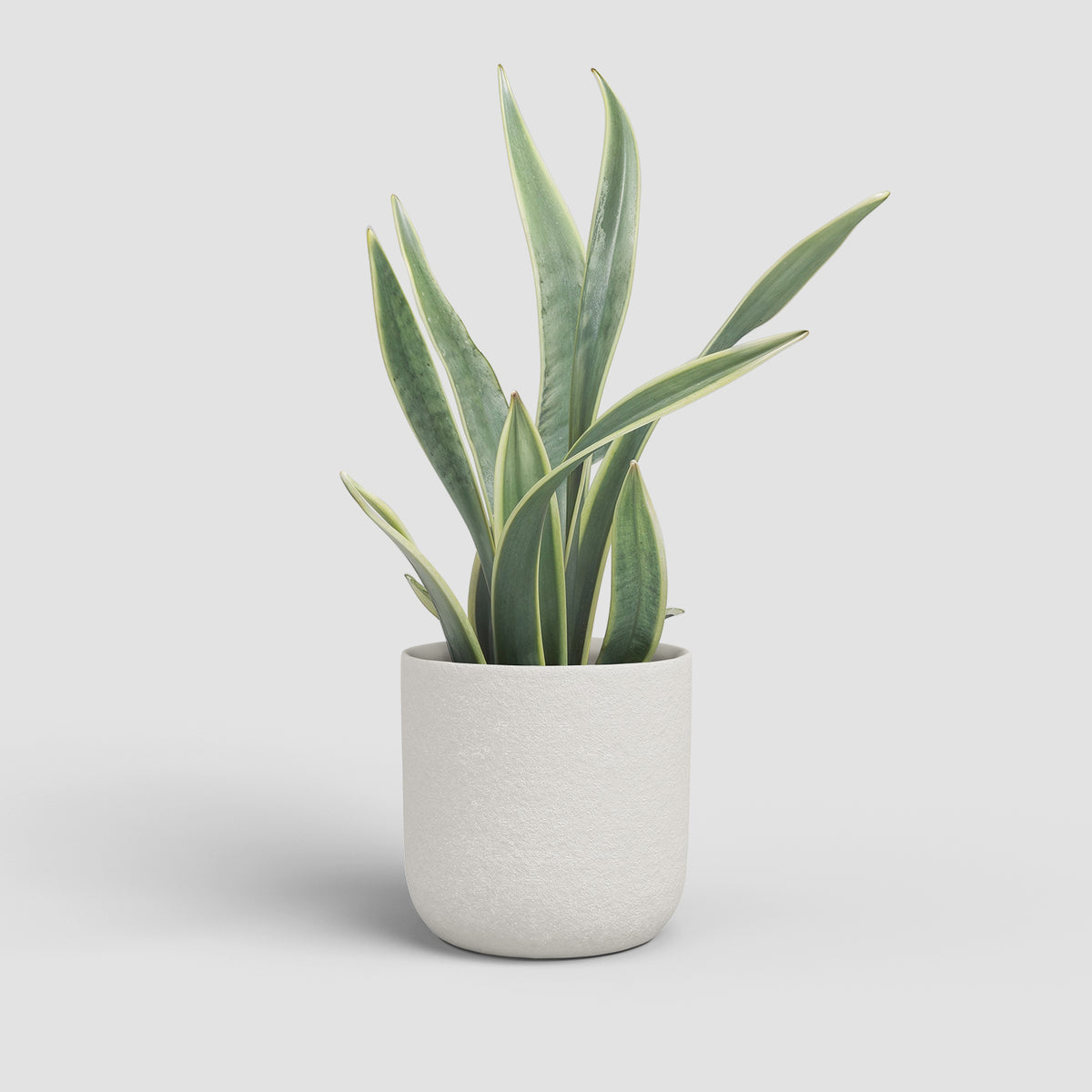 Atlas Pot - Various Sizes