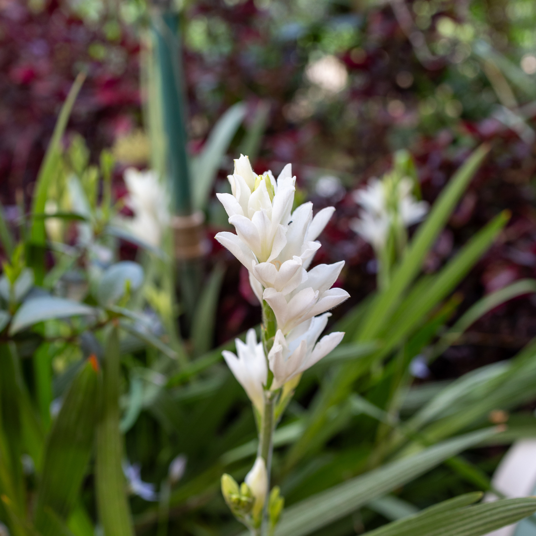 Babiana - Mixed - 50 bulbs p-pack (147)