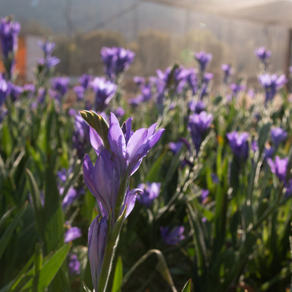 Babiana - Mixed - 50 bulbs p-pack (147)