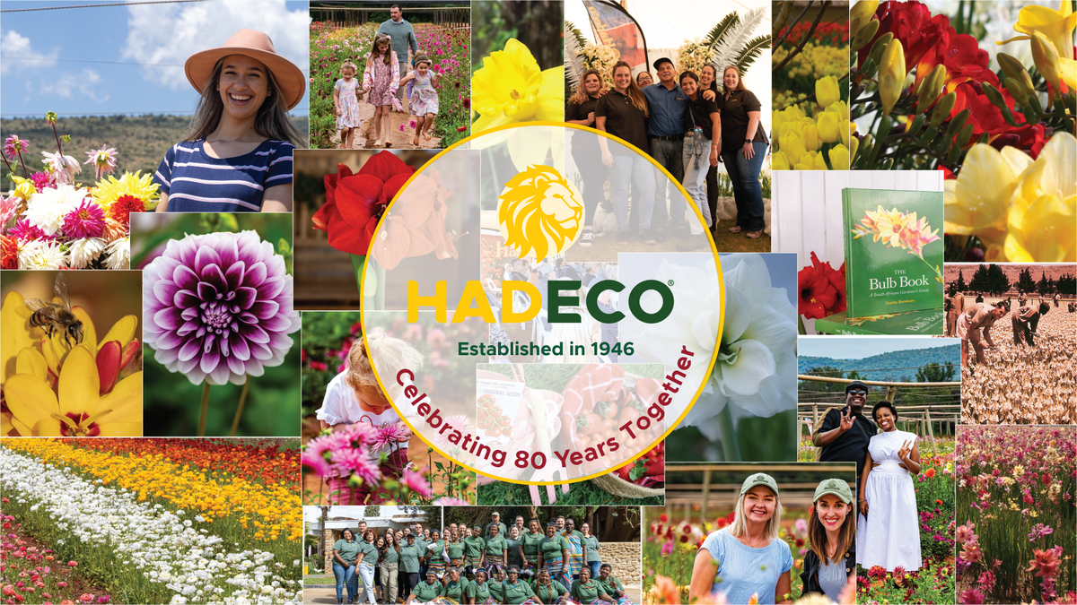 Hadeco's Wholesale Website – Wholesale.hadeco.co.za