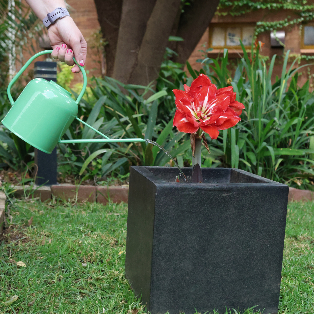 Metal Watering Can - Assorted Colours