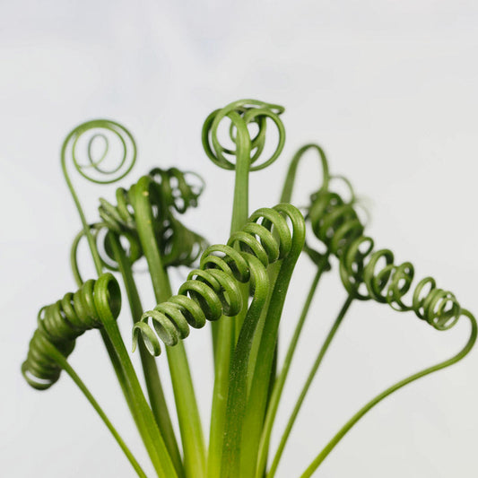 Albuca Spiralis - 25 bulbs p/pack