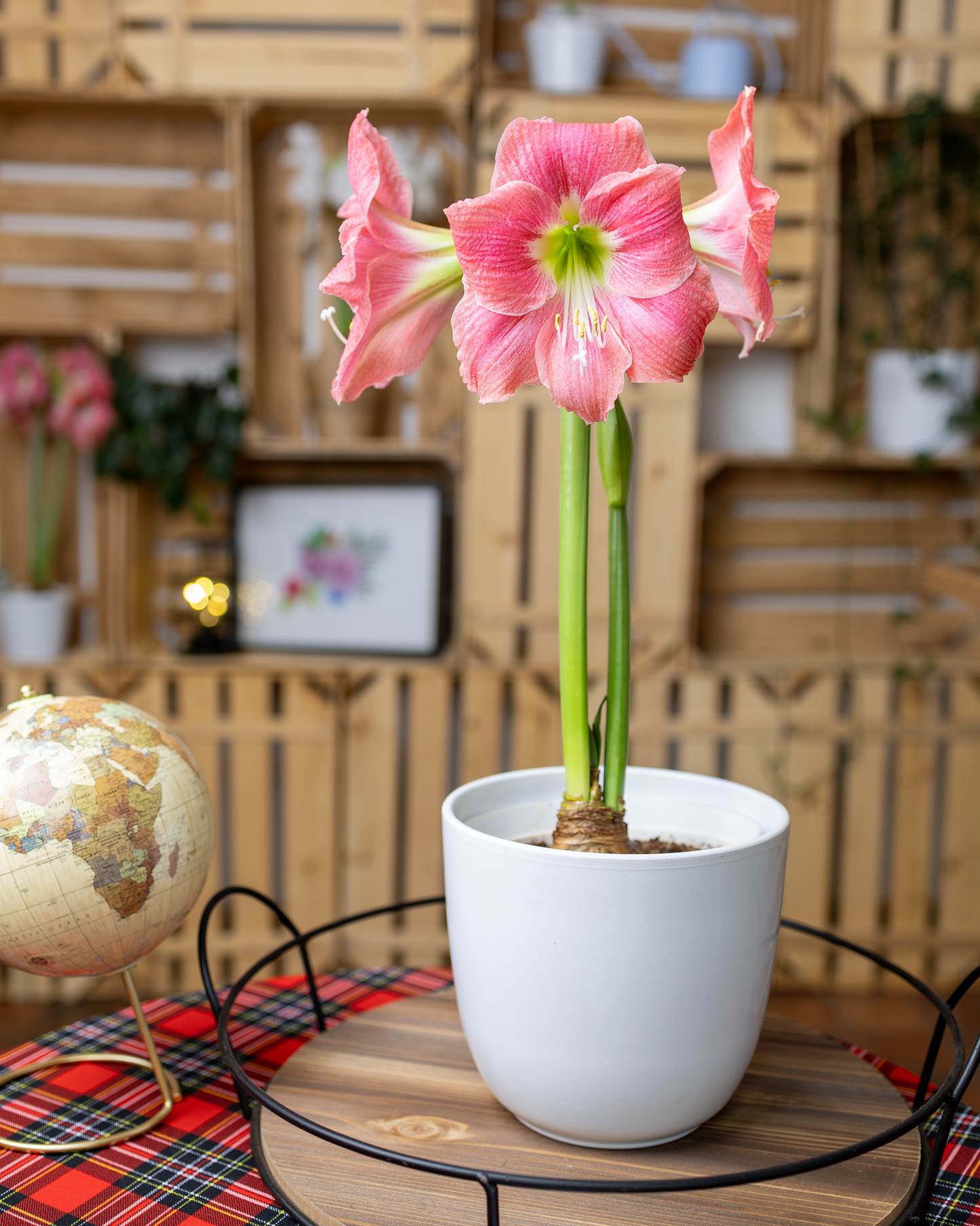 Amaryllis Sonata Single - Amalfi™ - 2 bulbs p-pack (4914)