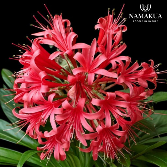 Ammocharis coranica - 2 bulbs p-pack