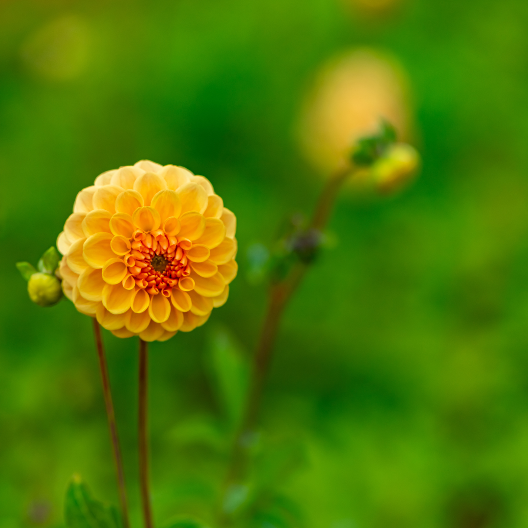 Dahlia Pompon - Amusing - 2 bulbs p-pack (237)