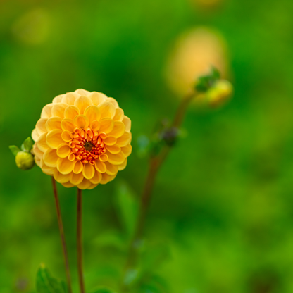 Dahlia Pompon - Amusing - 2 bulbs p-pack (237)