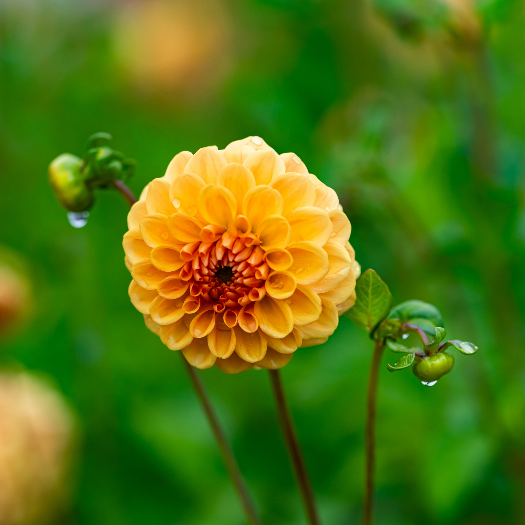 Dahlia Pompon - Amusing - 2 bulbs p-pack (237)
