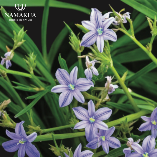 Aristea ecklonii - 10 bulbs p-pack