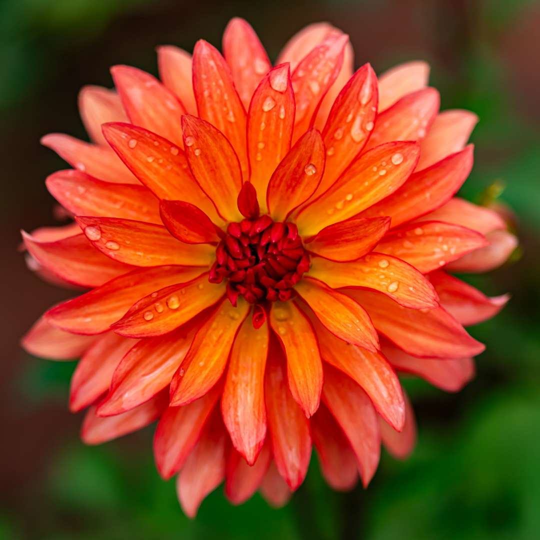 Dahlia Border - Autumn Fairy - 2 bulbs p-pack (431)