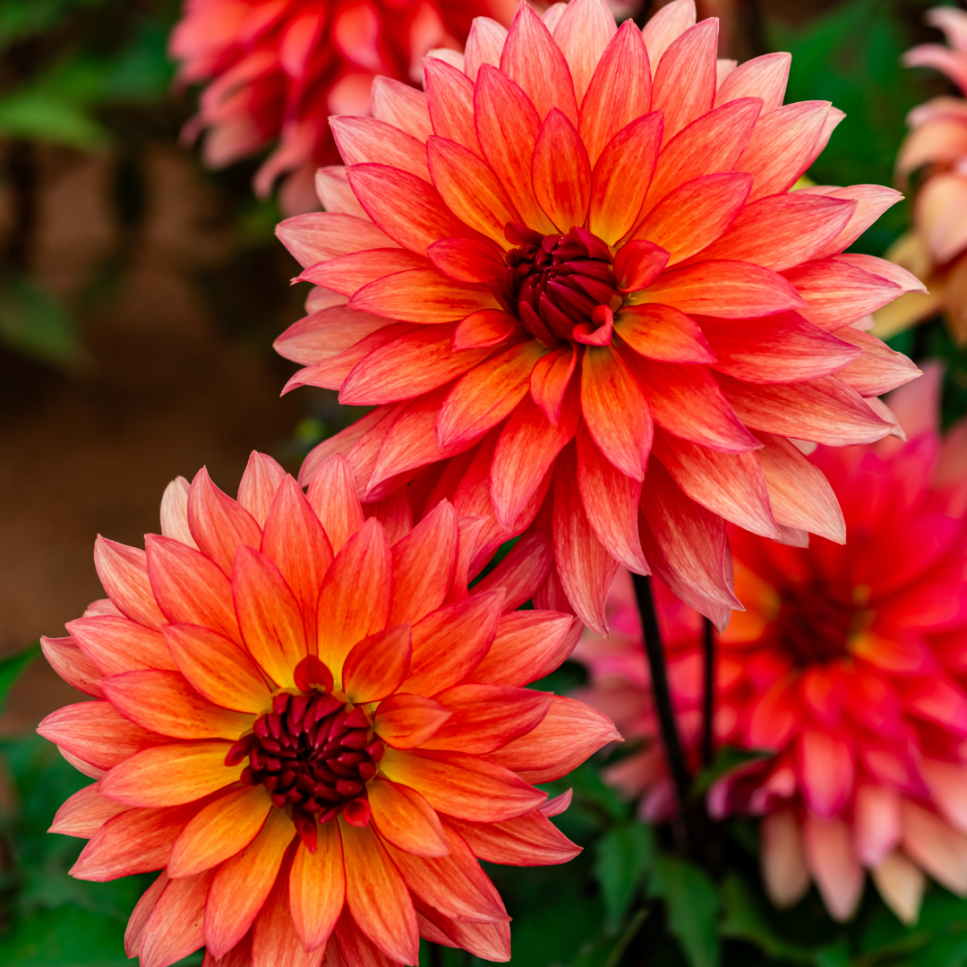 Dahlia Border - Autumn Fairy - 2 bulbs p-pack (431)