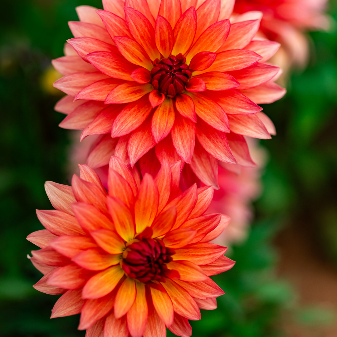 Dahlia Border - Autumn Fairy - 2 bulbs p-pack (431)
