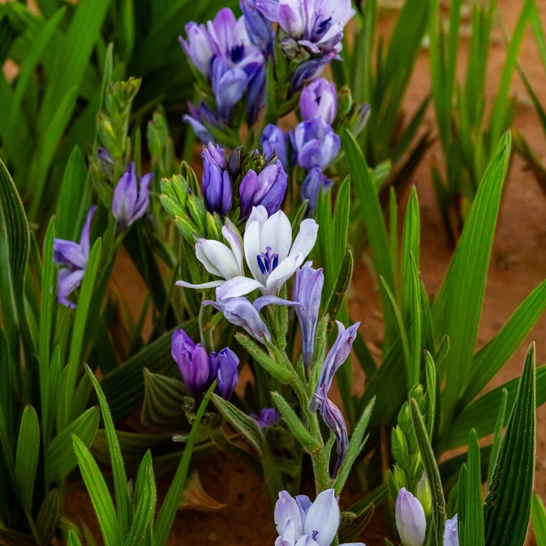 Babiana - Mixed - 50 bulbs p-pack (147)