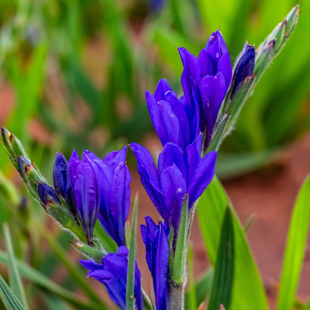 Babiana - Mixed - 50 bulbs p-pack (147)