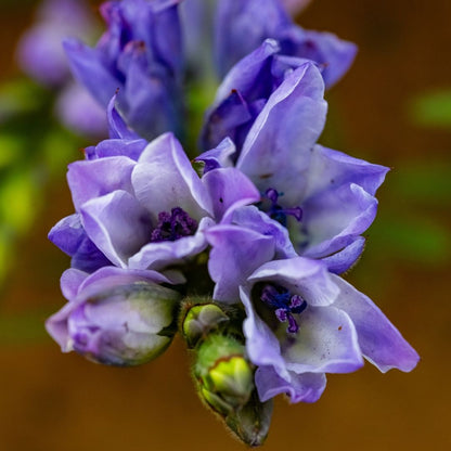 Babiana - Mixed - 50 bulbs p-pack (147)