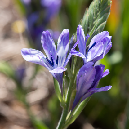 Babiana - Mixed - 50 bulbs p-pack (147)