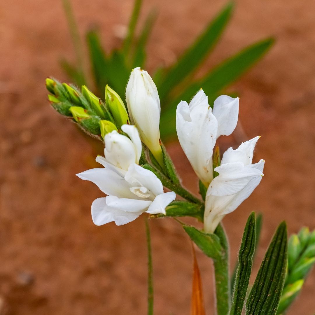 Babiana - Mixed - 50 bulbs p-pack (147)