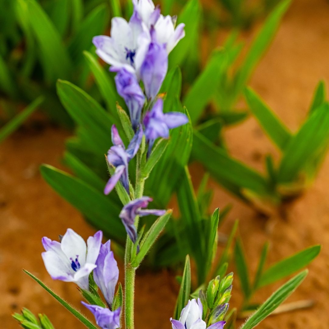 Babiana - Mixed - 50 bulbs p-pack (147)