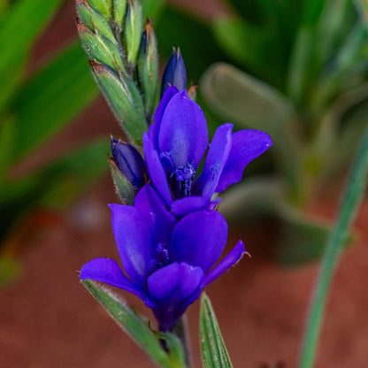 Babiana - Mixed - 50 bulbs p-pack (147)