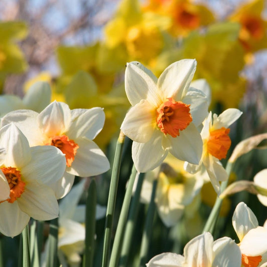 Daffodil-Narcissus - Barret Browning - 5 bulbs p-pack (48)