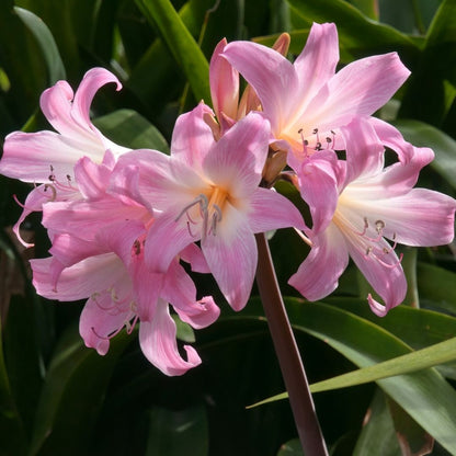 Amaryllis - Belladonna - 2 bulbs p-pack (430)