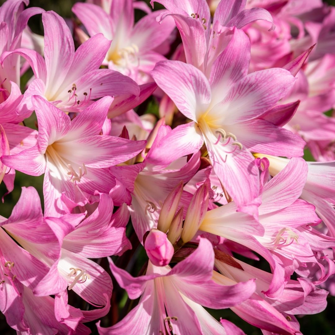 Amaryllis - Belladonna - 2 bulbs p-pack (430)