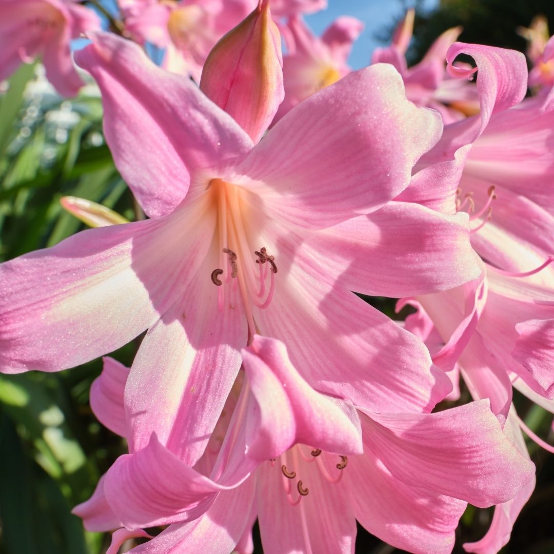 Amaryllis - Belladonna - 2 bulbs p-pack (430)