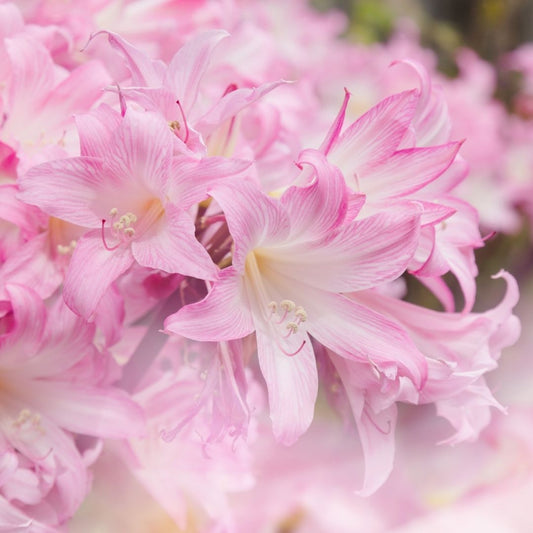 Amaryllis - Belladonna - 2 bulbs p-pack (430)