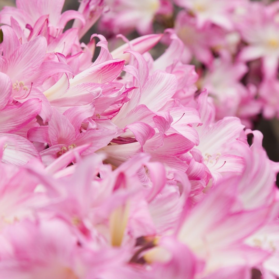 Amaryllis - Belladonna - 2 bulbs p-pack (430)