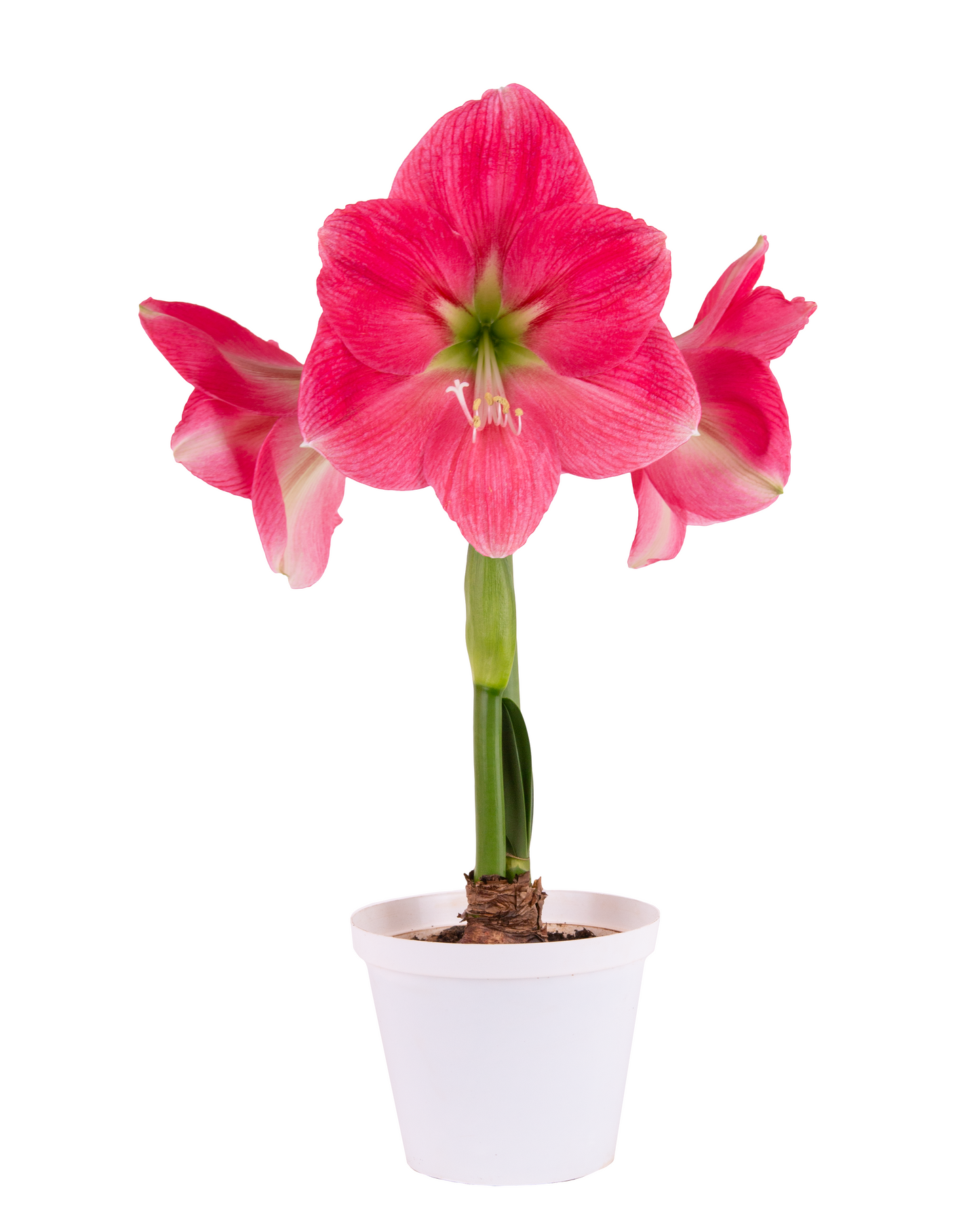 Amaryllis Symphony Single - Breathless™ - 1 bulb p-pack (413)