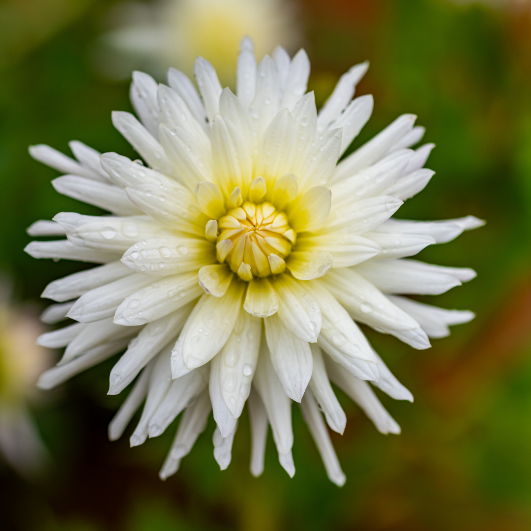 Dahlia Cactus - Anja G.J. - 1 bulb p-pack (6010)