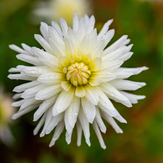 Dahlia Cactus - Anja G.J. - 1 bulb p-pack (10)