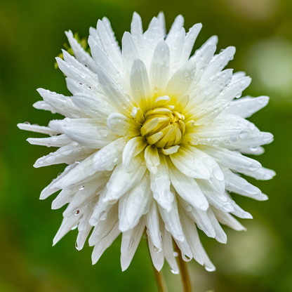 Dahlia Cactus - Anja G.J. - 1 bulb p-pack (6010)