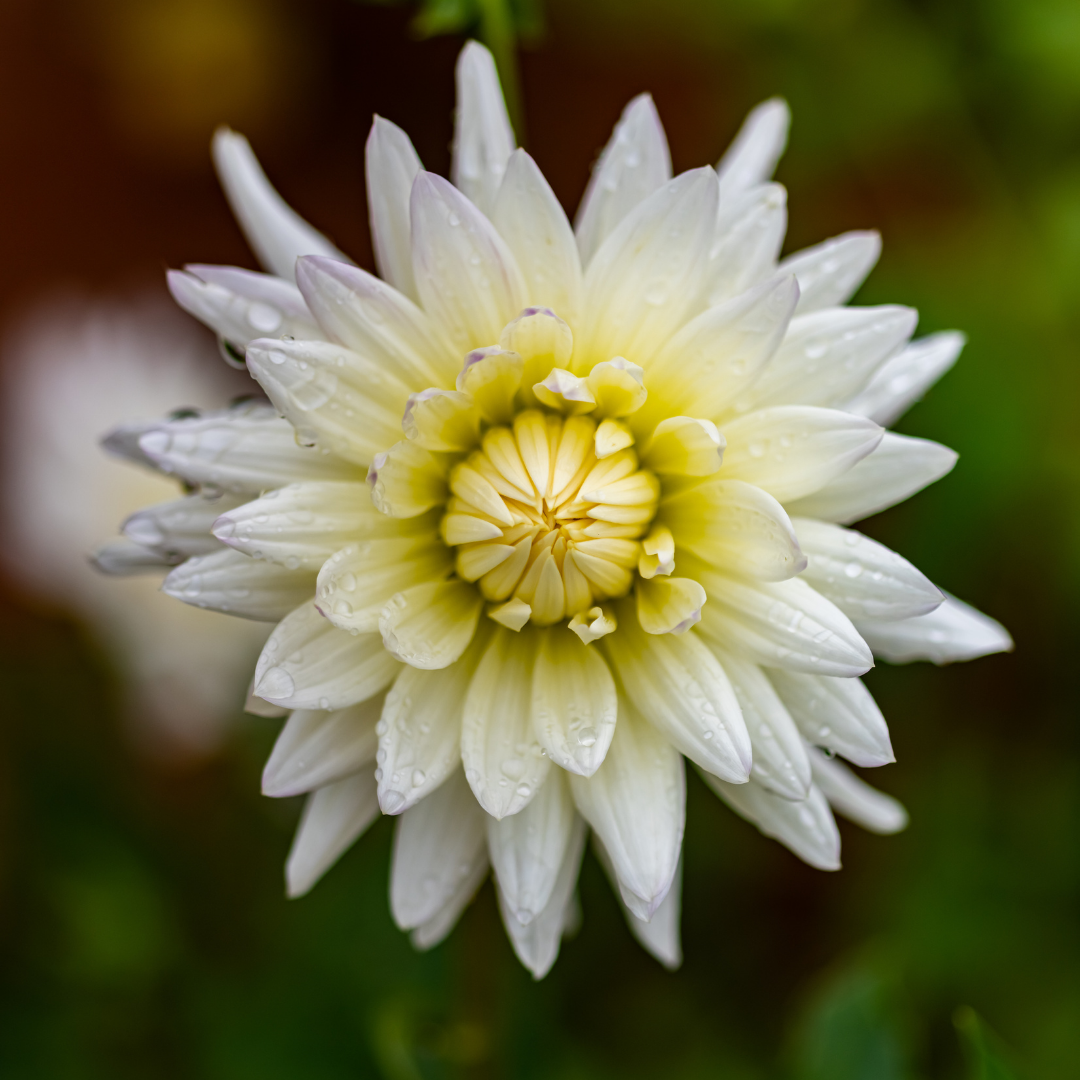 Dahlia Cactus - Anja G.J. - 1 bulb p-pack (6010)