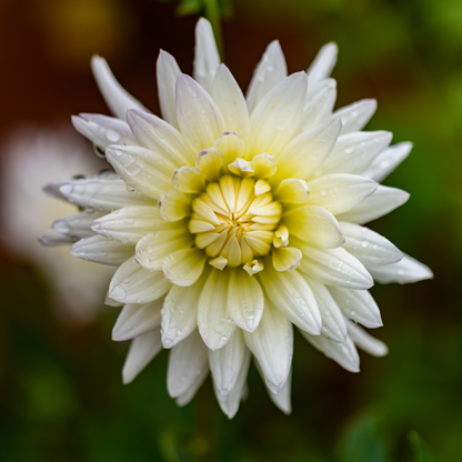 Dahlia Cactus - Anja G.J. - 1 bulb p-pack (6010)