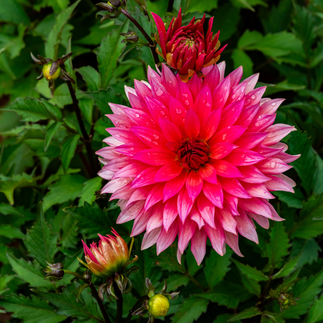 Dahlia Cactus - Belmonte - 1 bulb p-pack (56)